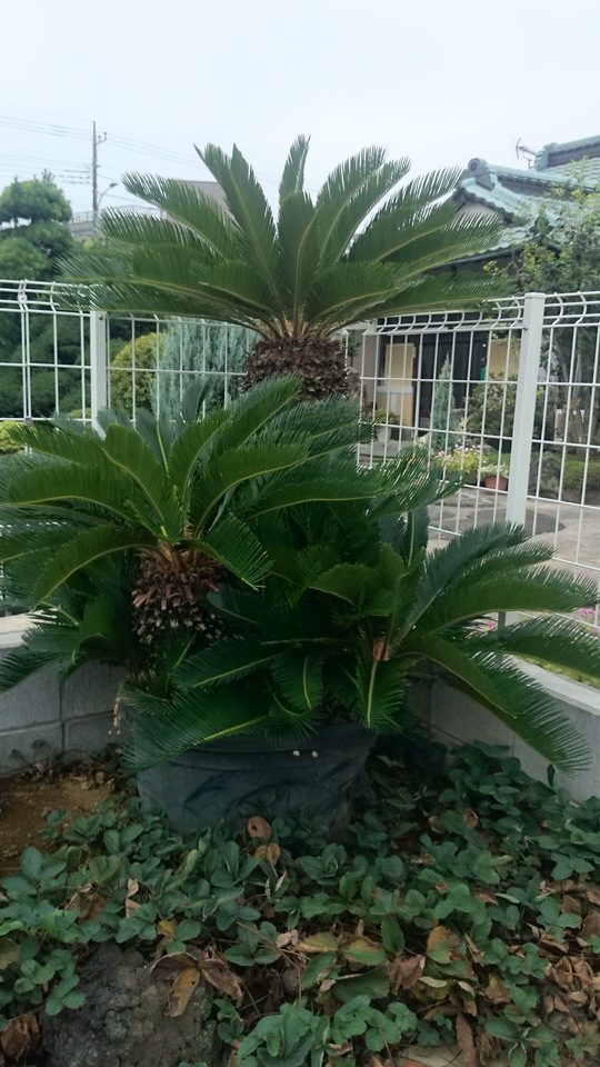 ソテツ 七五三調仕立て 美品 販売 価格 | 有限会社 山田植木