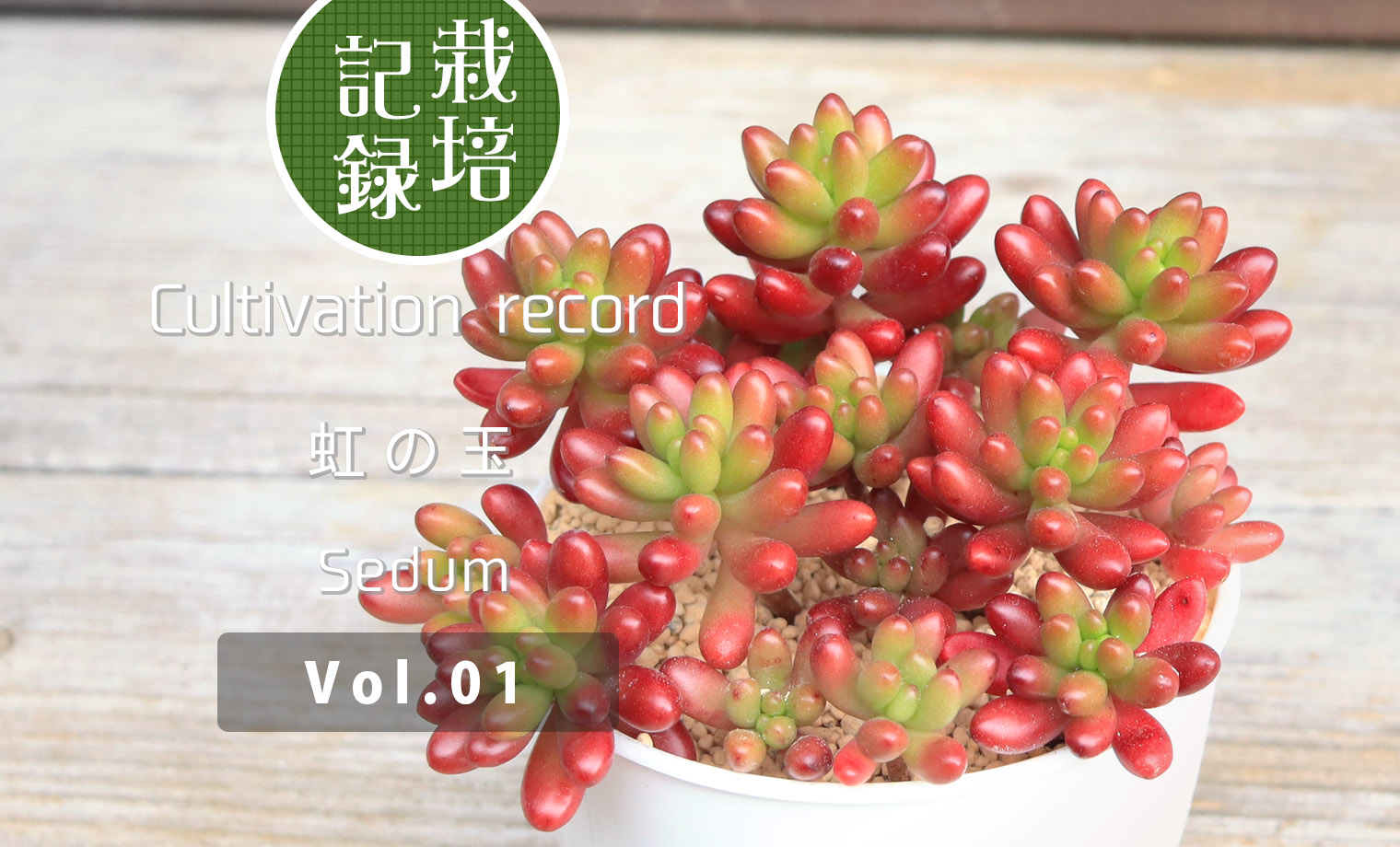 初心者のためのセダム「虹の玉・オーロラ」を育てる | 山梨で多肉植物