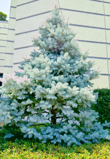 コニファーの最高峰！クリスマスの木・プンゲンストウヒ(コロラド