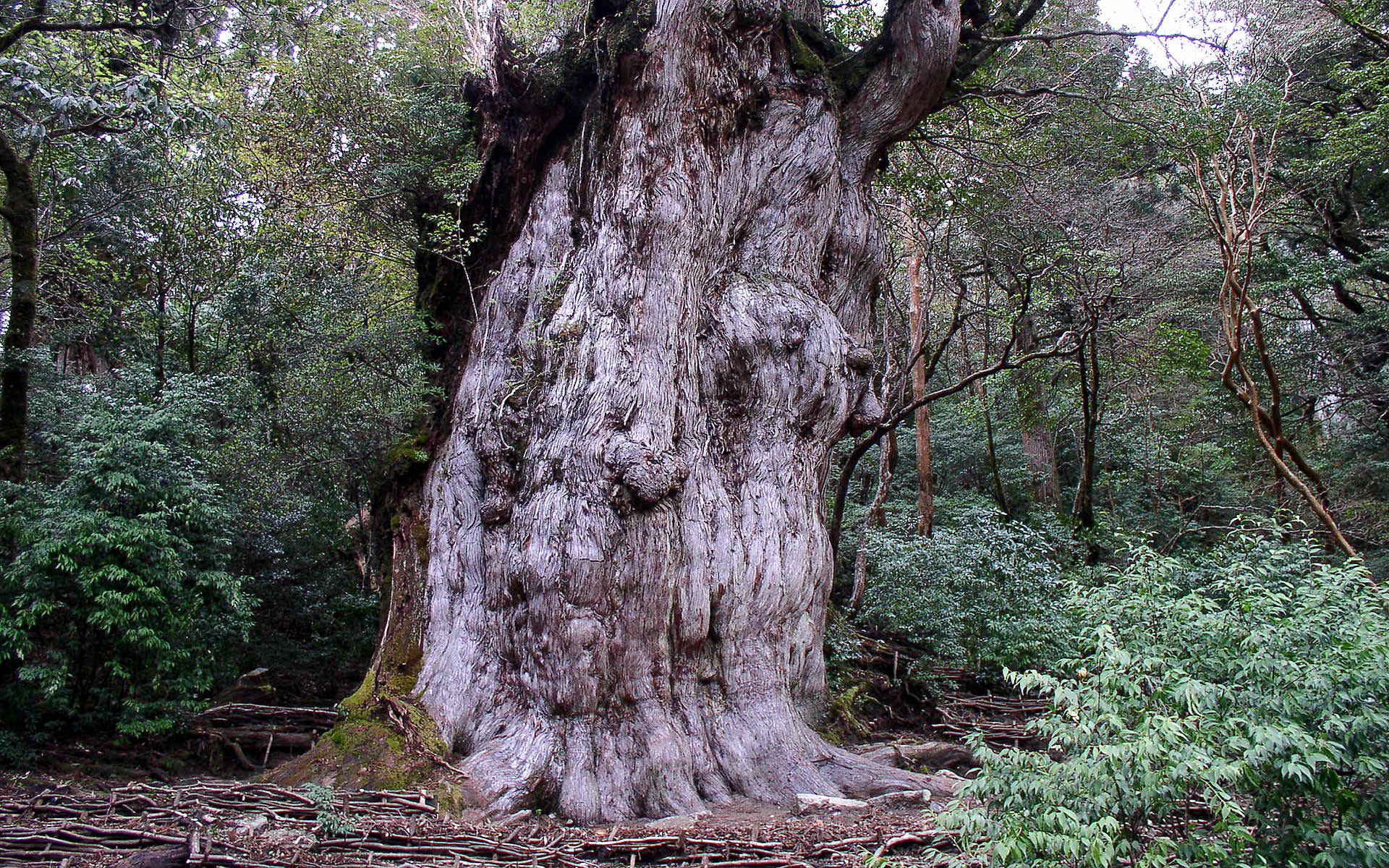縄文杉トレッキング – 屋久島自然案内