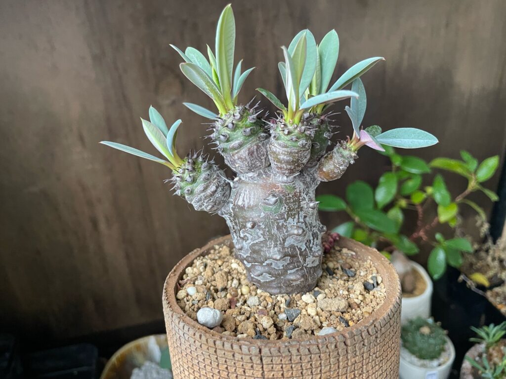 ユーフォルビア・パキポディオイデスの育て方-おーきっどblog