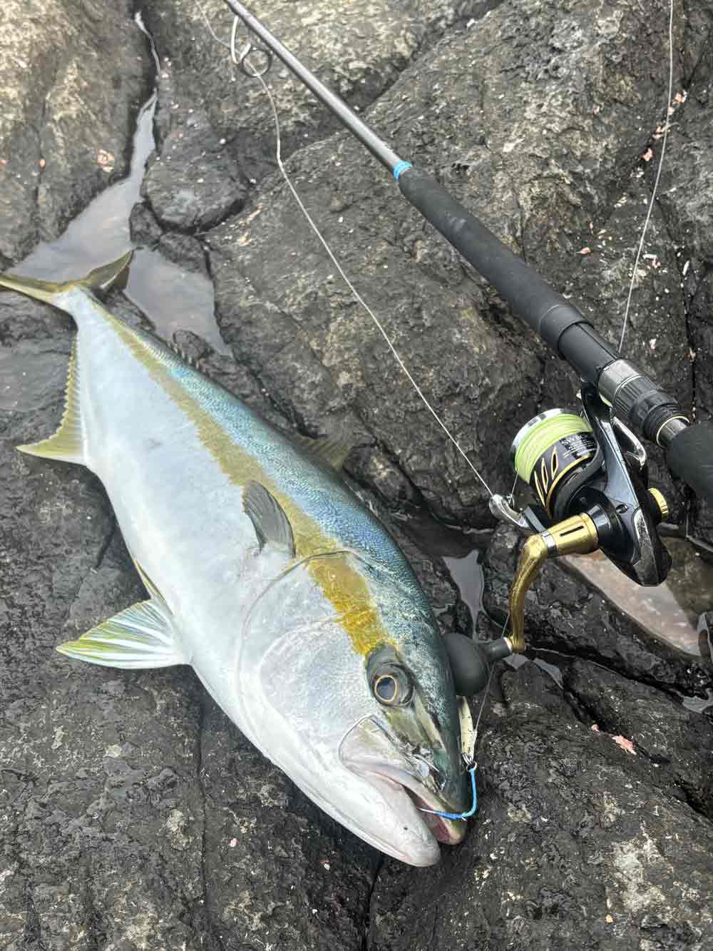 金属モックス EMA 日本語 金属モックス/Chrome Mox》[EMA] 茶R | 日本