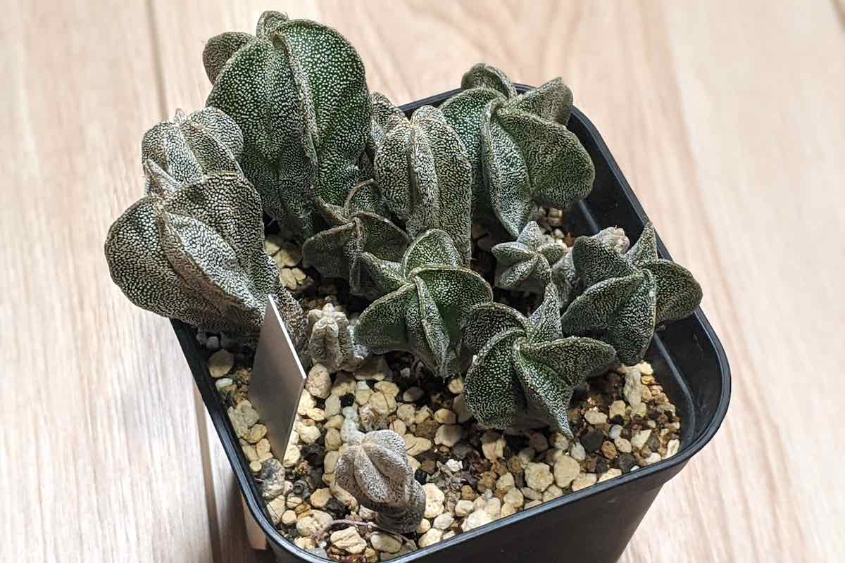 恩塚ランポー玉の実生、成長記録（2016年5月〜） – ゆるぷ