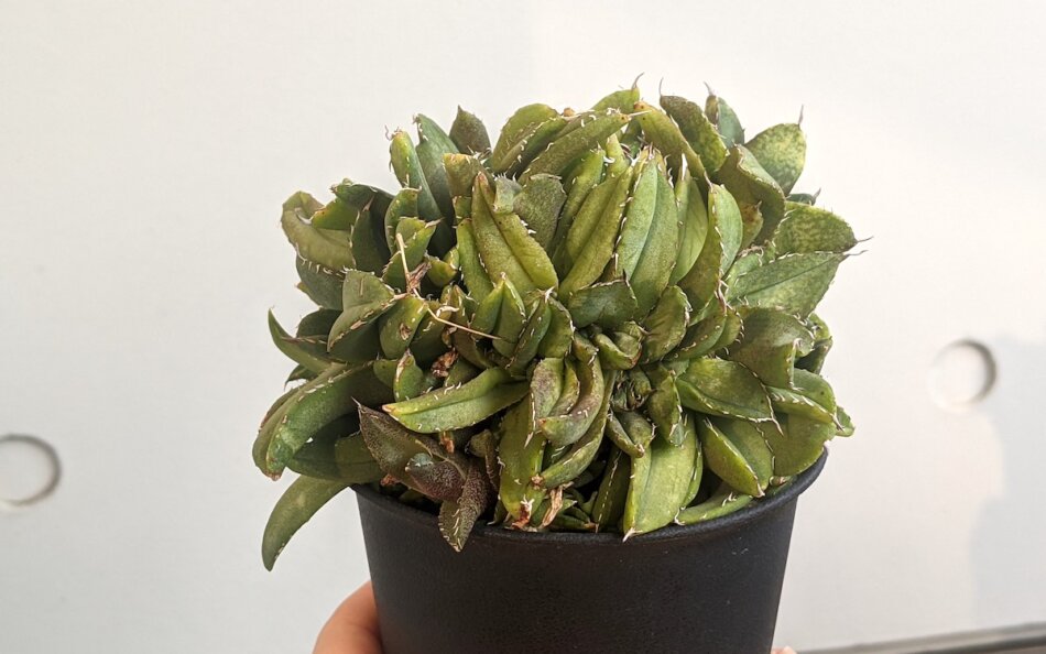 アガベ・チタノタ綴化（Agave titanota f. cristata）の紹介 – ゆるぷ