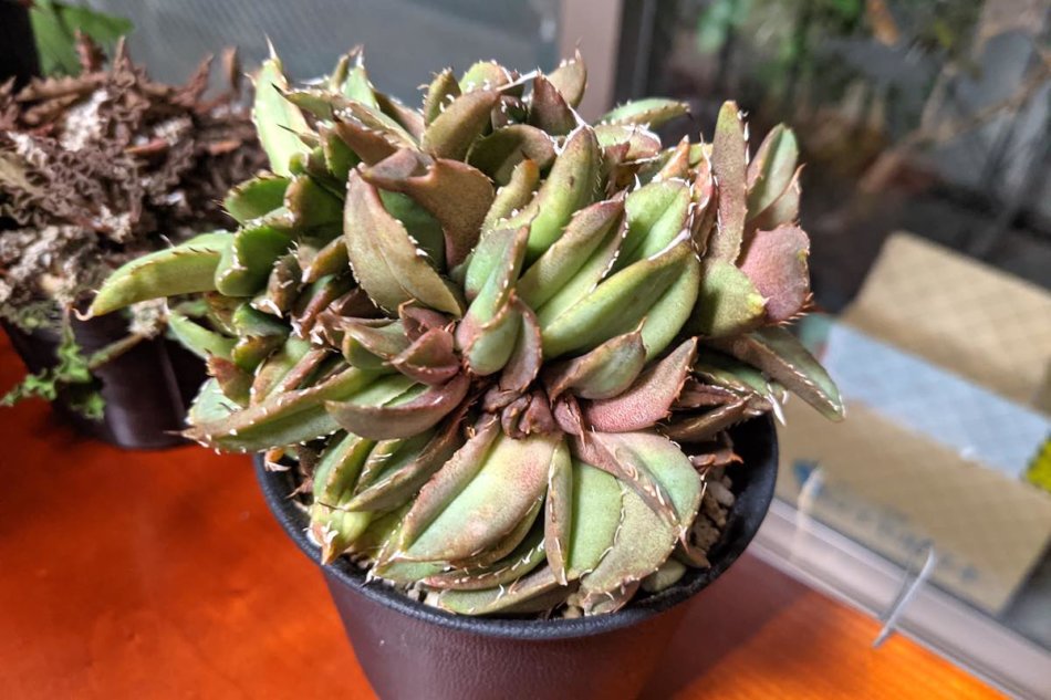 アガベ・チタノタ綴化（Agave titanota f. cristata）の紹介 – ゆるぷ