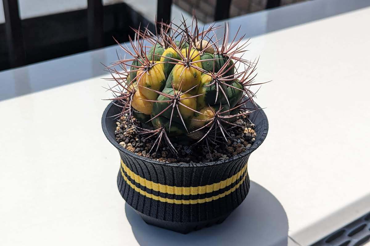 新天地錦（Gymnocalycium saglionis f. varieg）の育て方 – ゆるぷ