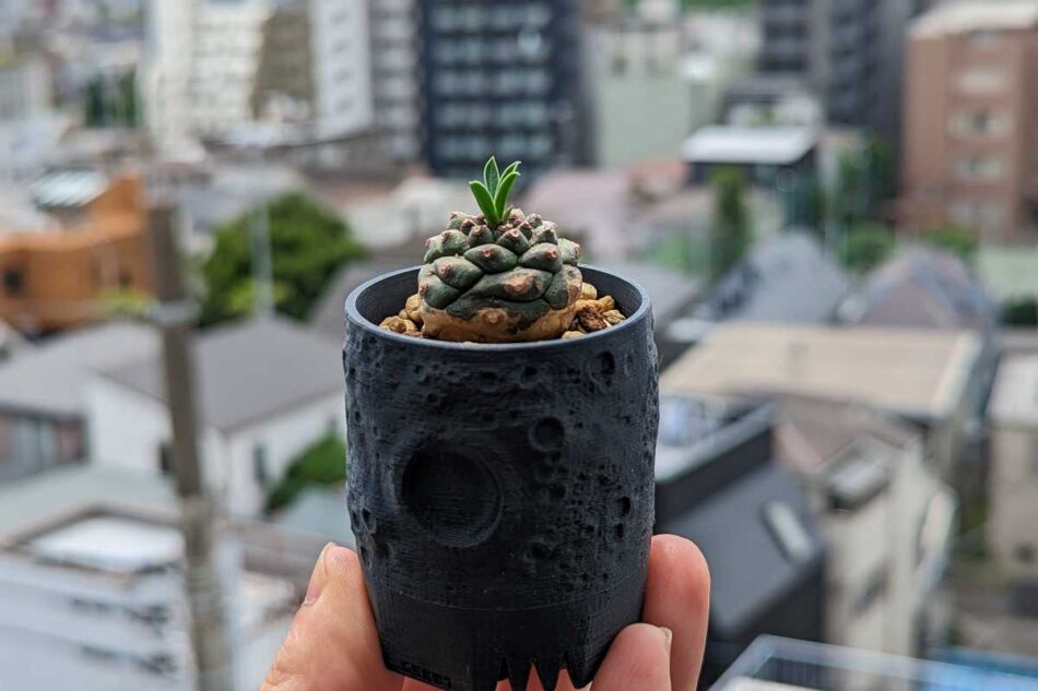 ユーフォルビア オベサ鉄甲（オベ鉄）の紹介 – ゆるぷ