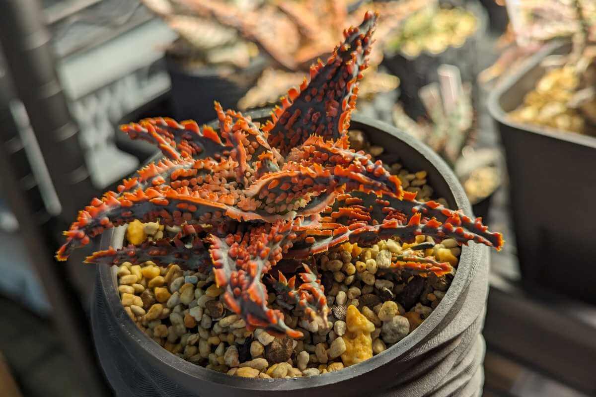 Aloe hybrid 'lava' の紹介 – ゆるぷ