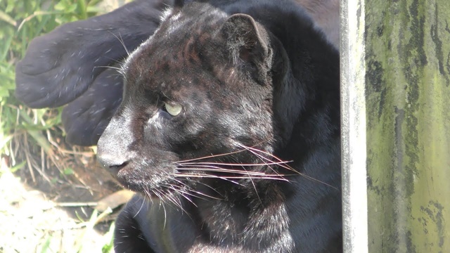 クロヒョウ | 動物図鑑 | ZFC.jp
