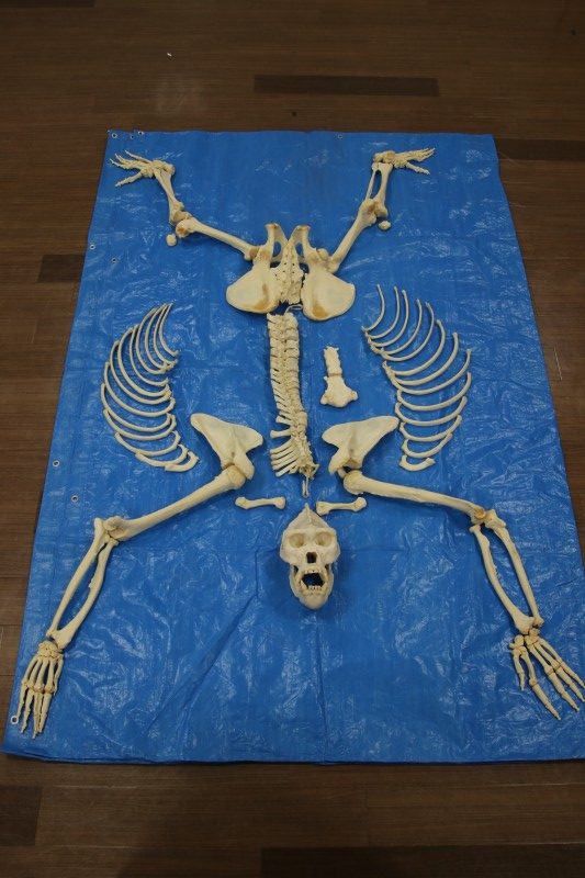 標本棚のラベル裏044 ニシゴリラ（オス、全身分離骨格標本） - 生き物