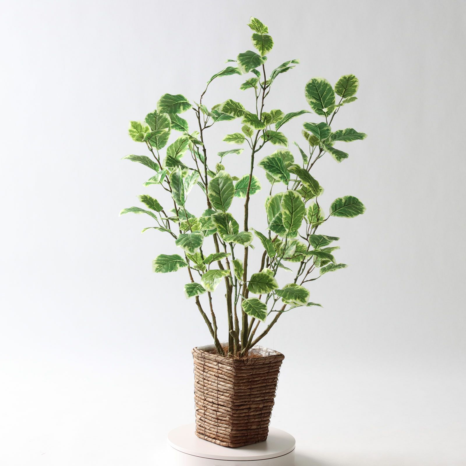 No8437 プレミアム光触媒フェイクグリーン 「斑入りの葉が揺れる