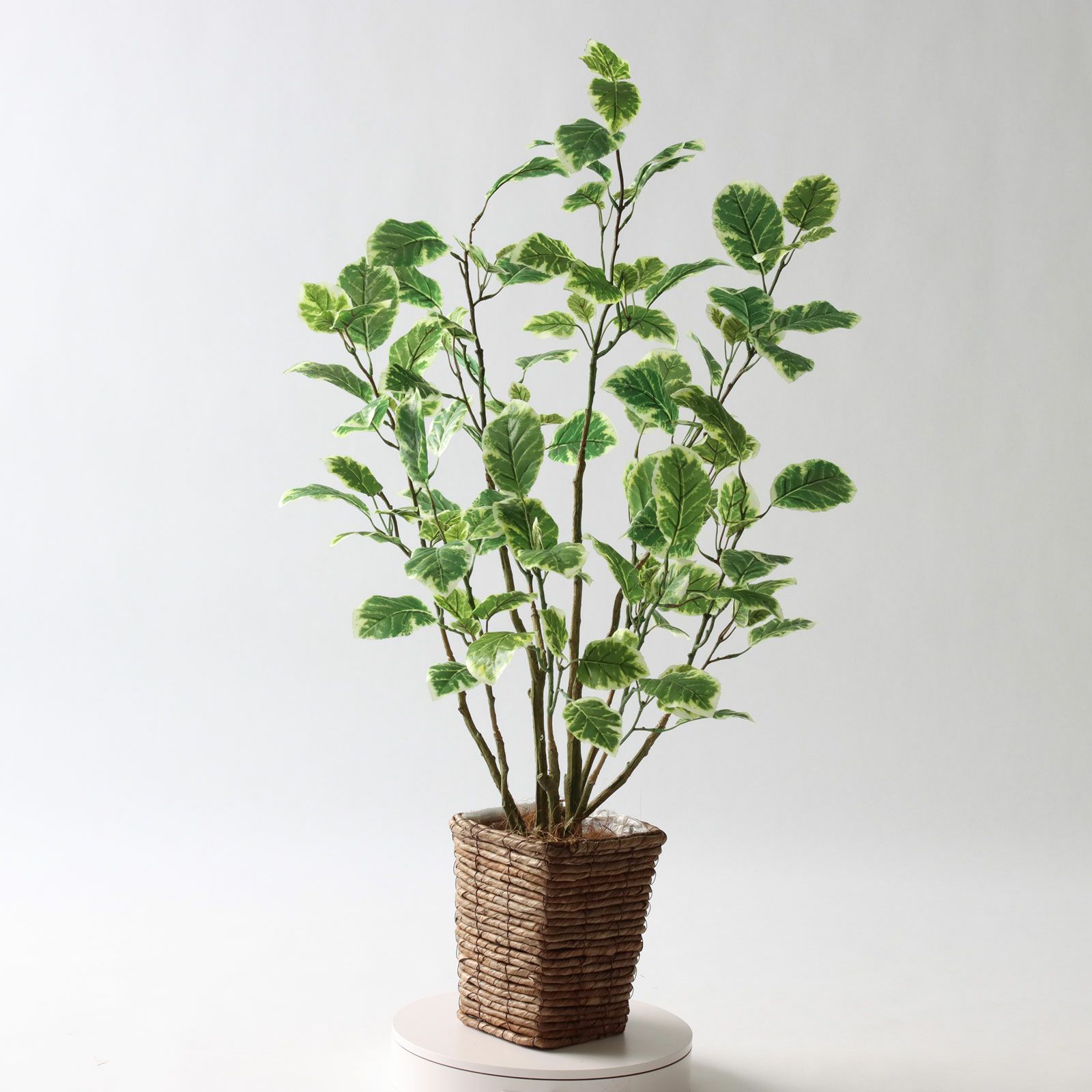 No8437 プレミアム光触媒フェイクグリーン 「斑入りの葉が揺れる