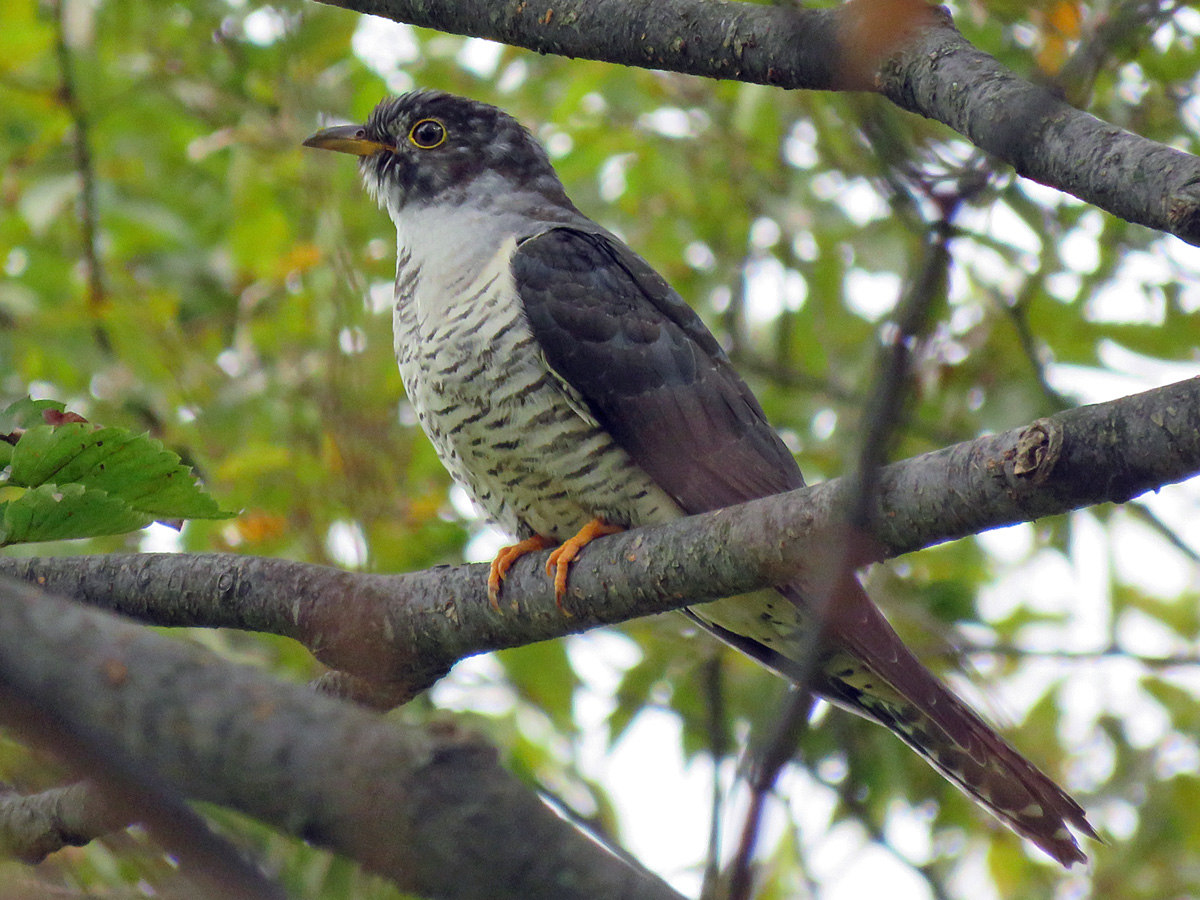 ツツドリ(2017.08.22) - 日本の野鳥識別図鑑