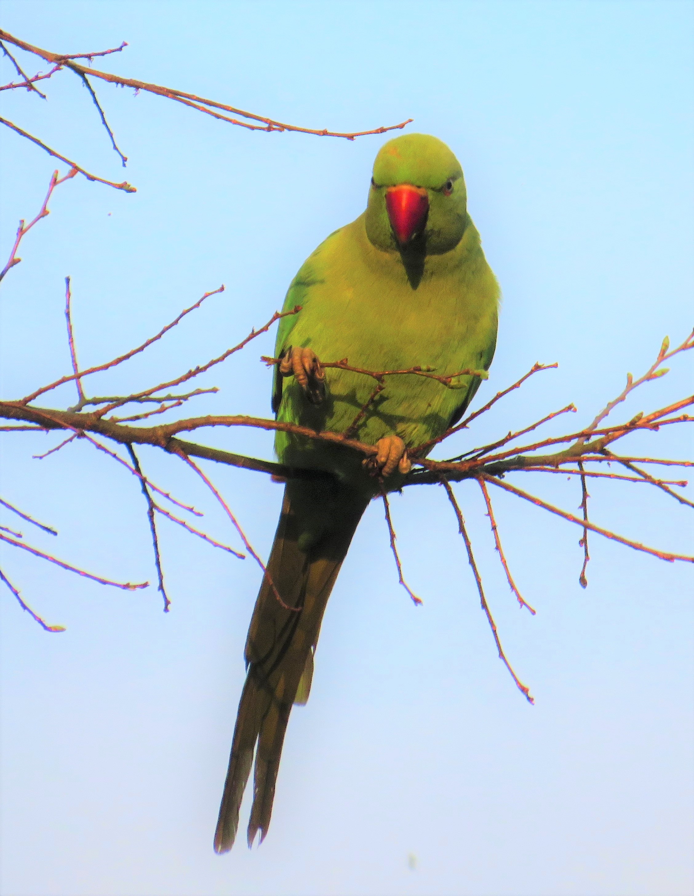 ワカケホンセイインコ(2020.05.03) - 日本の野鳥識別図鑑