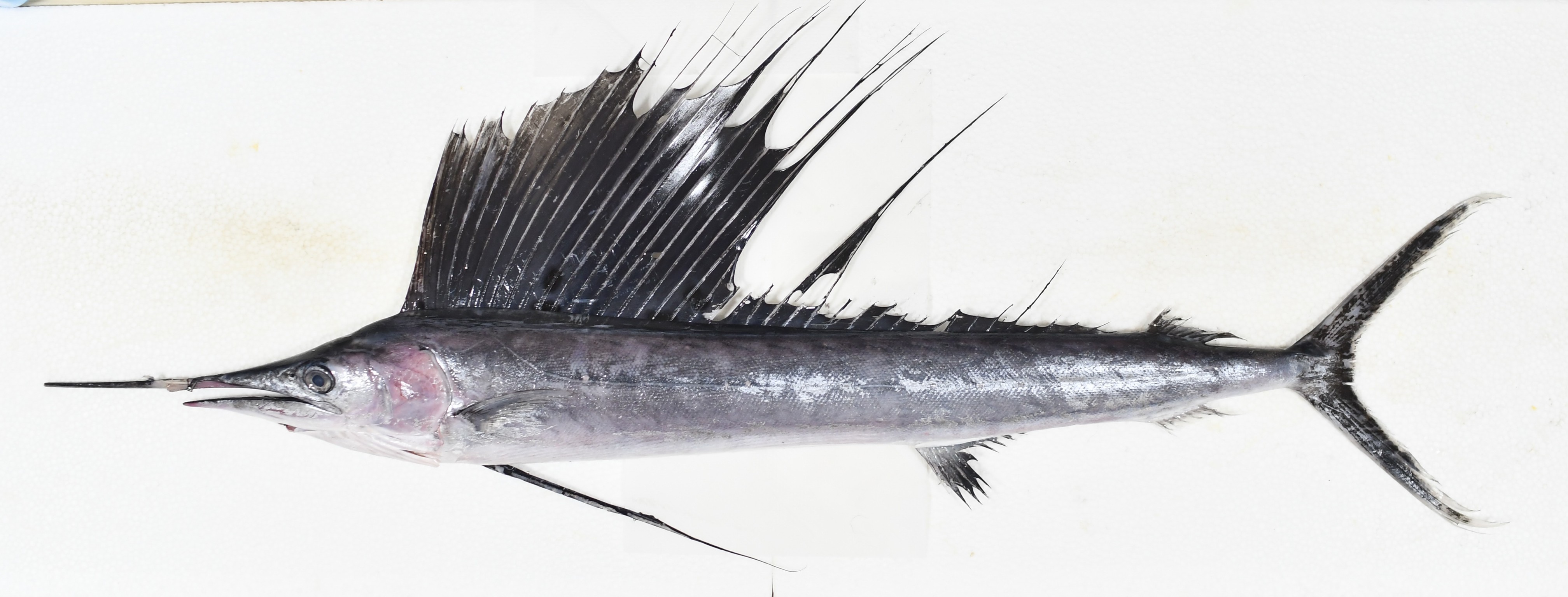 特売バショウカジキ100cm3.9~4.0k1匹3980円即決。刺し身用。 特売バショウ