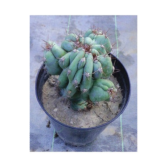 岩石獅子 | 希少植物の販売 アグラオネマ専門販売店 『アグラオネマ本舗』