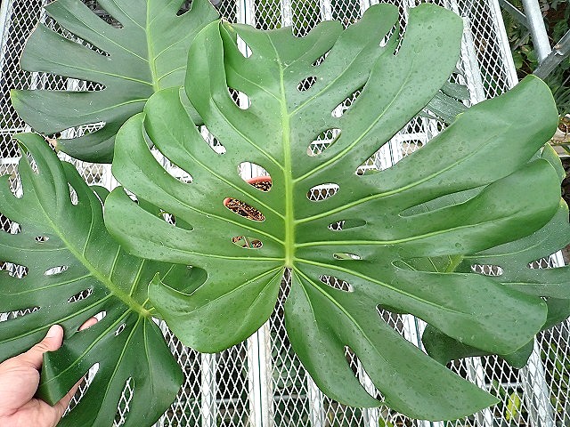 モンステラ デリシオーサ グリーンオングリーン ハーフ 実生斑