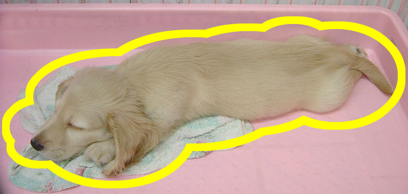 超美形！！ミニチュア・ダックスフンド・クリーム オス