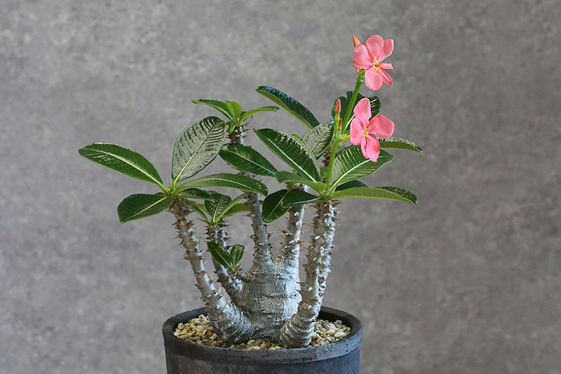 Pachypodium baronii var. windsorii-パキポディウム・ウィンゾリーの