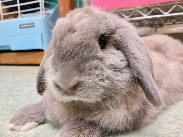 ロップイヤーラビット（トート） こう見えてやんちゃでイタズラっ子！