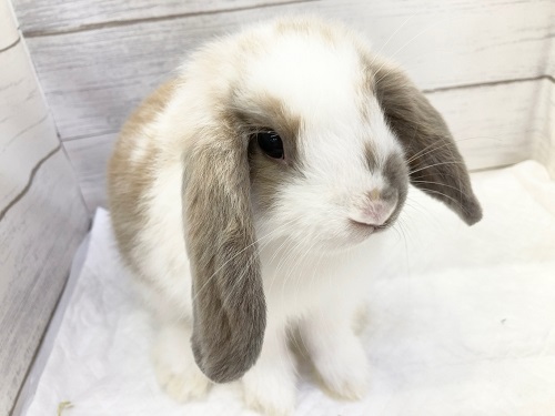 最新画像！ロップイヤーラビット（ブロークン） 優しい色合いの子です！