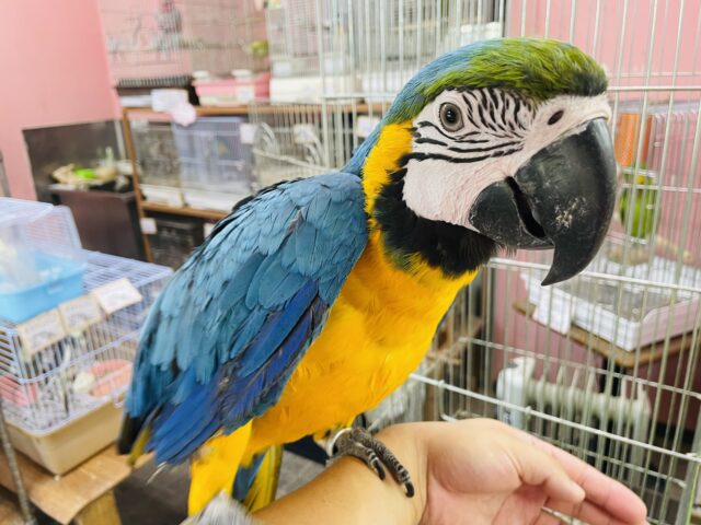 最新画像・動画有り☆世界最大級のインコで甘えん坊さん☆ルリ