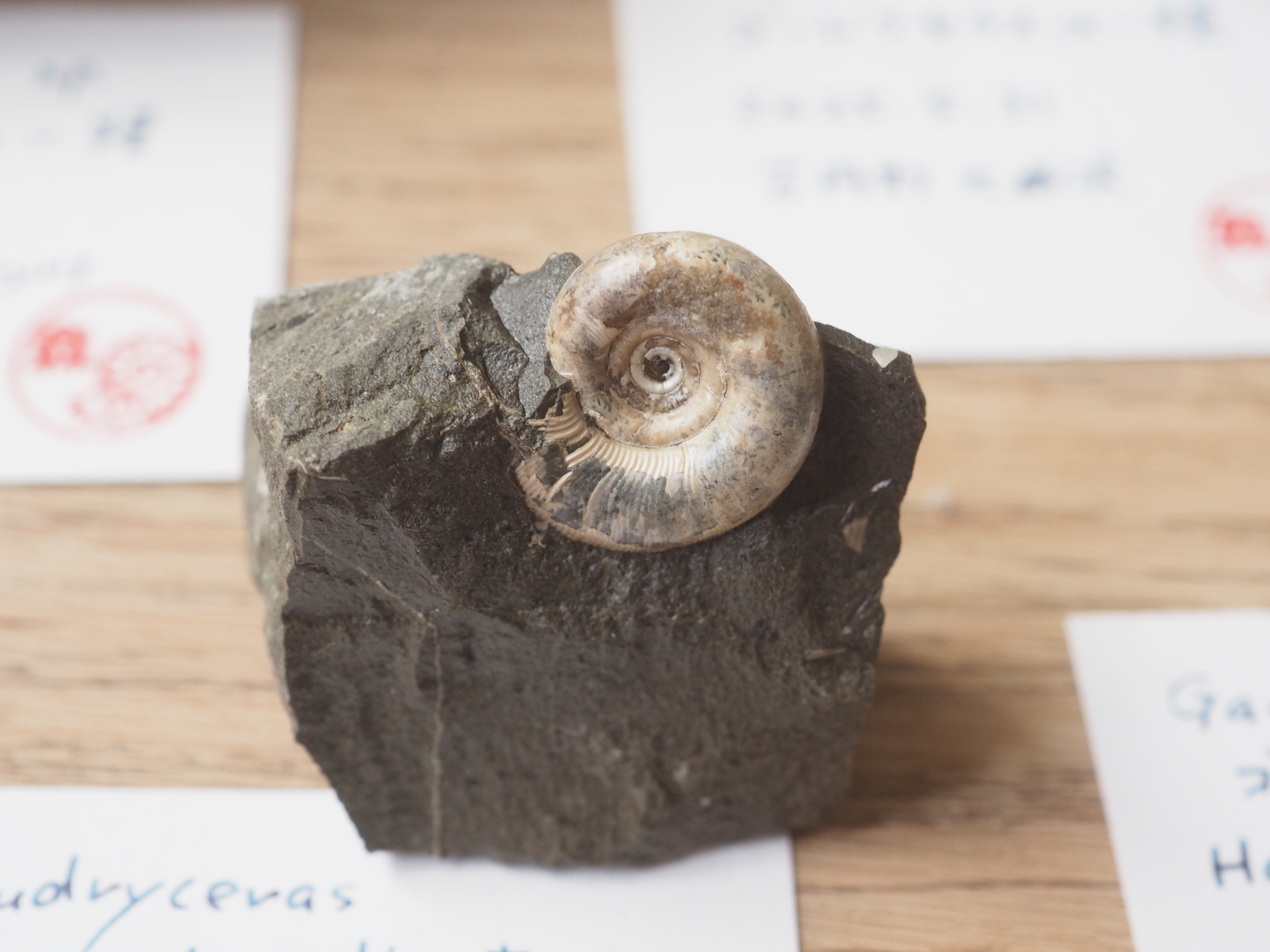 アンモナイトのお知らせ3つ (展示会・新刊・おまけ付きサイン本