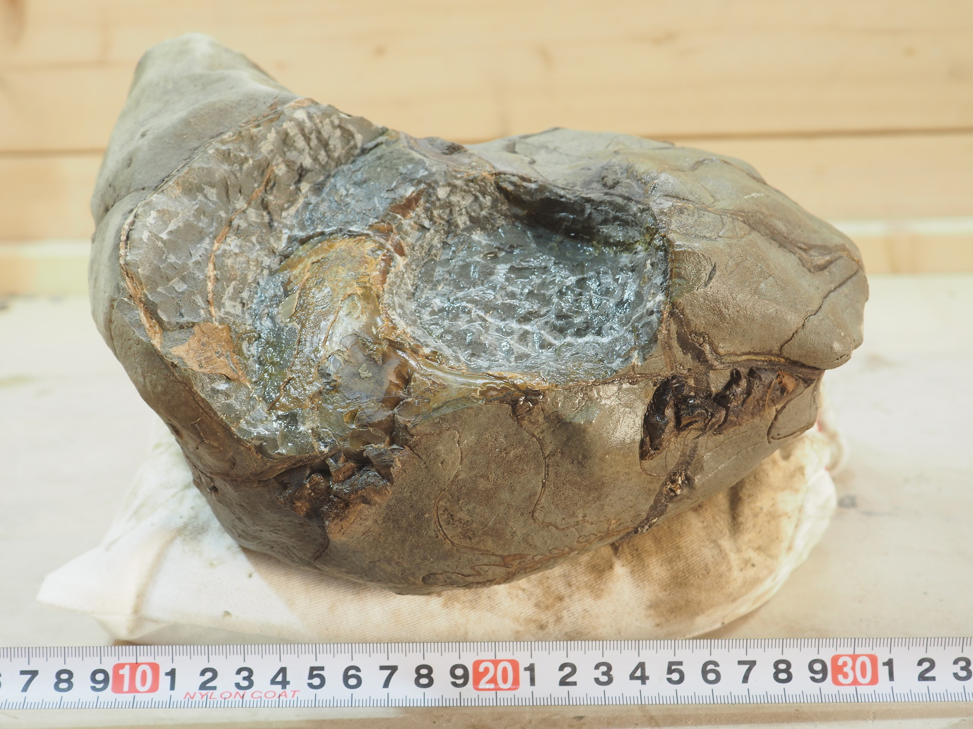 クリーニングした標本をさらにイジる・・・( ﾟДﾟ)；: 北海道