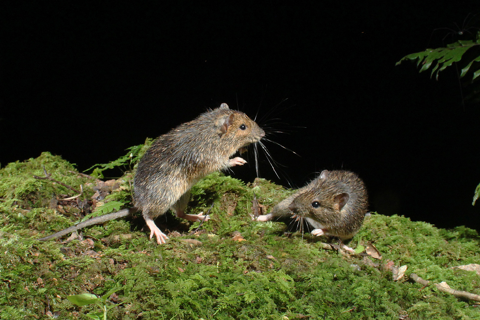 アマミトゲネズミ、ケナガネズミ | 奄美大島の森/動物 | ホライゾン