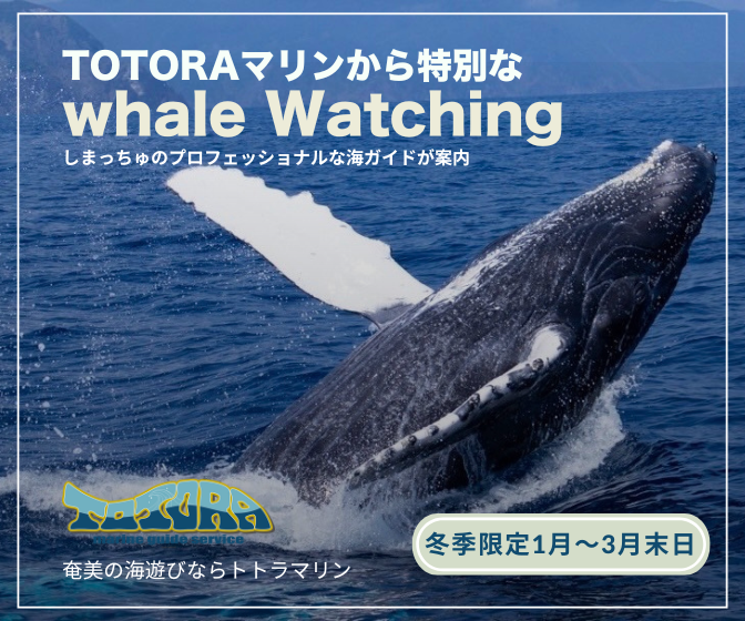 アマミエンシス | 奄美旅