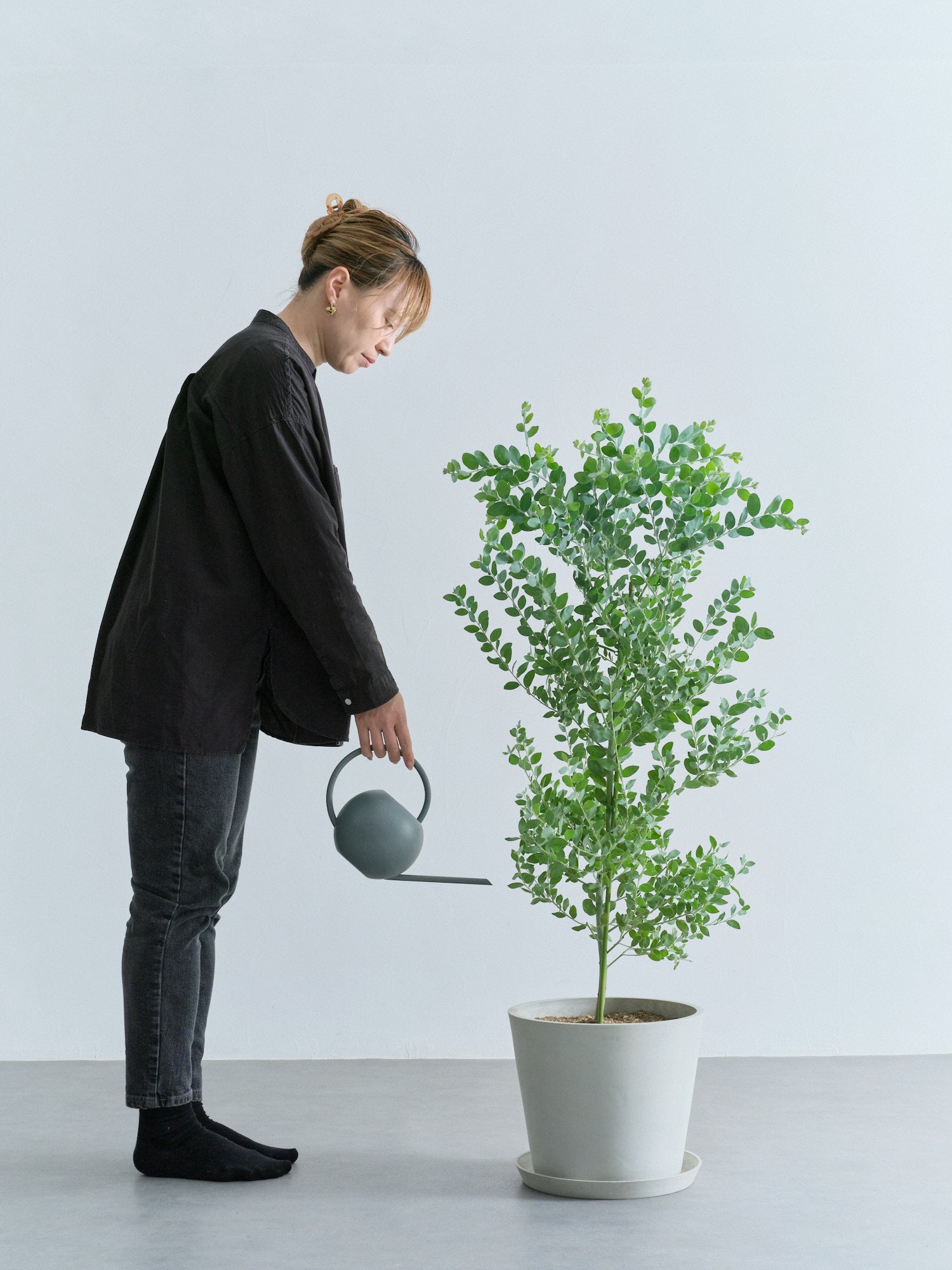 パールアカシア L | 観葉植物の通販 AND PLANTS (アンドプランツ)