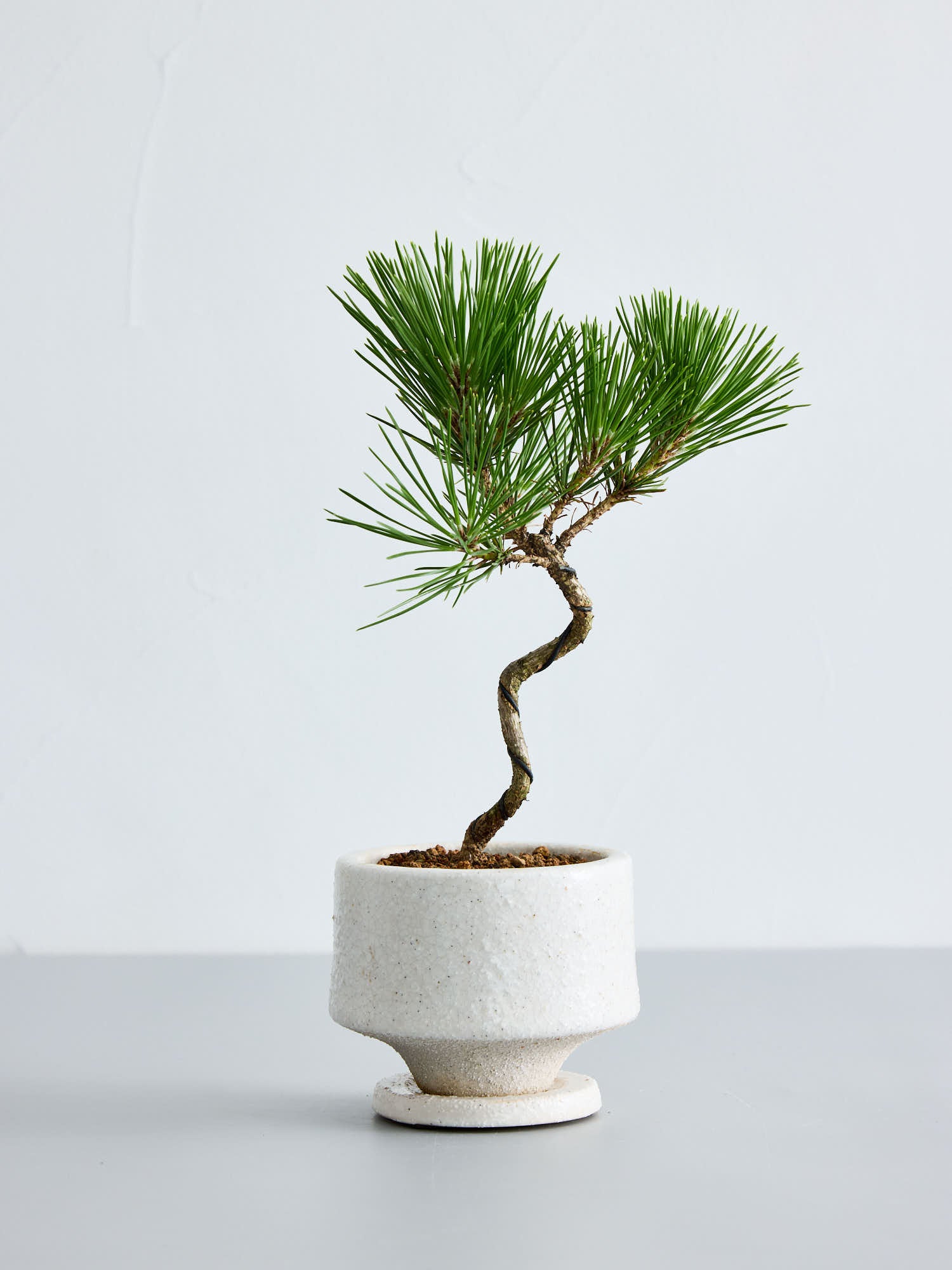 盆栽 三河黒松 白鉢 Table-S | 観葉植物の通販 AND PLANTS (アンド