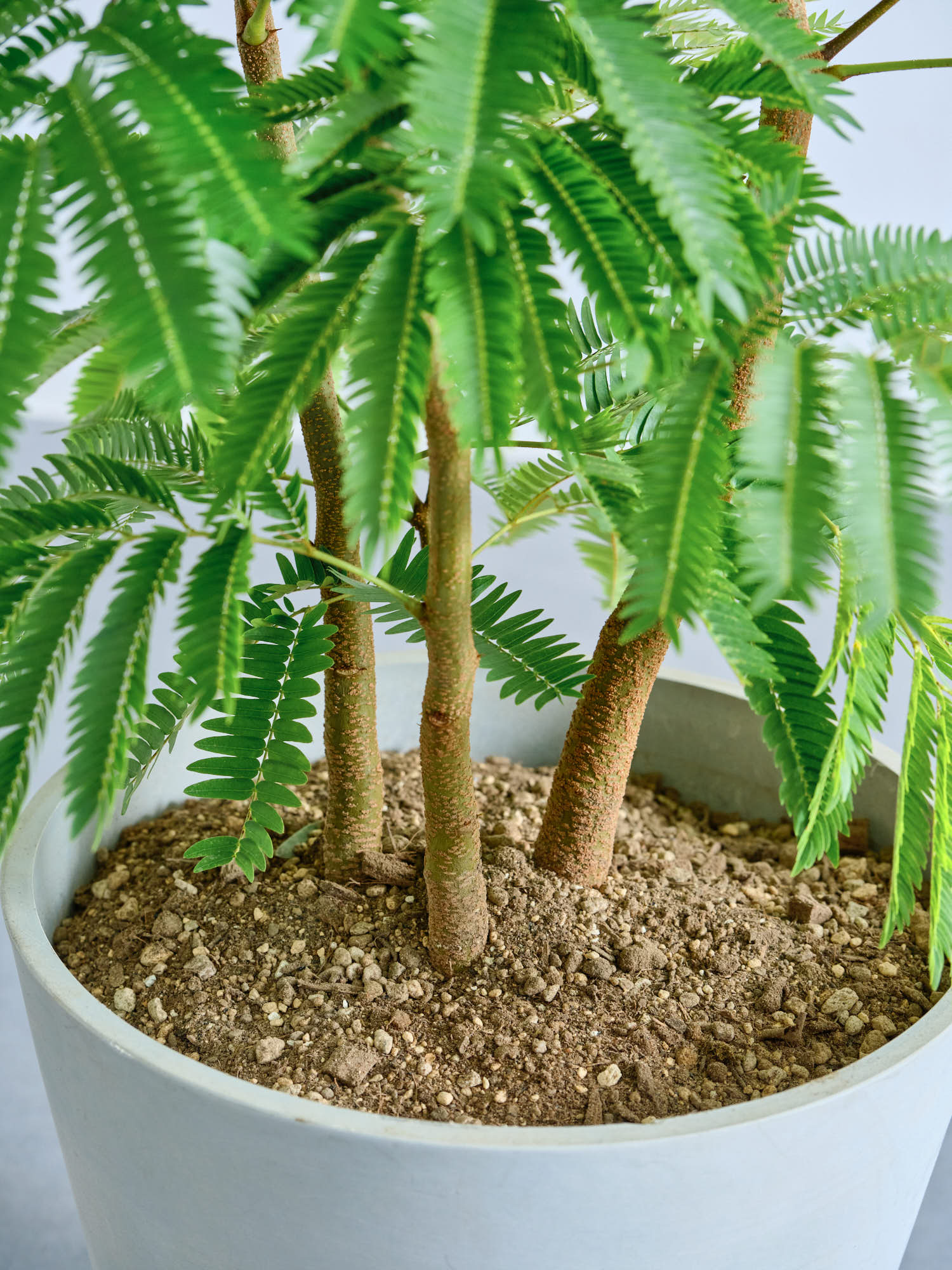 エバーフレッシュ M | 観葉植物の通販 AND PLANTS (アンドプランツ)