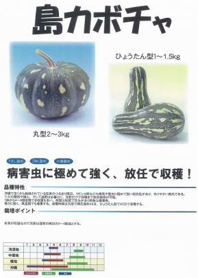 カボチャ】沖縄島かぼちゃ（ひょうたん型）〔フタバ0336〕 | 野菜