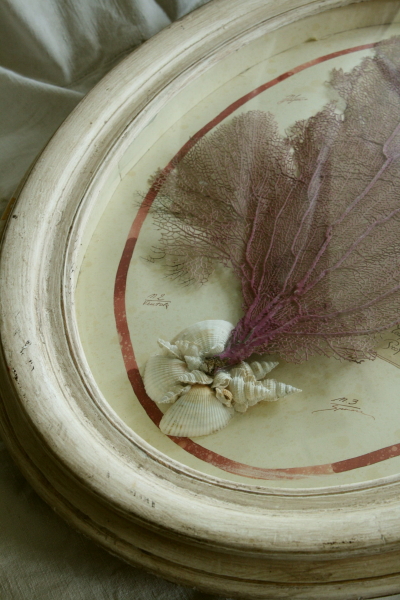 アンティーク標本 貝 珊瑚 海藻 アートフレーム イタリアフィレンツェ