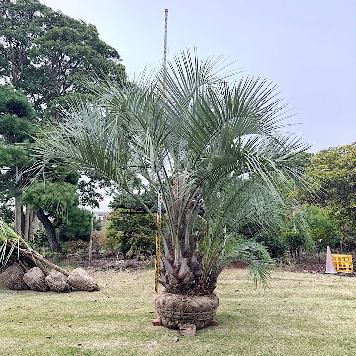 極太幹】4m ココスヤシ 子株付き - メルカリ