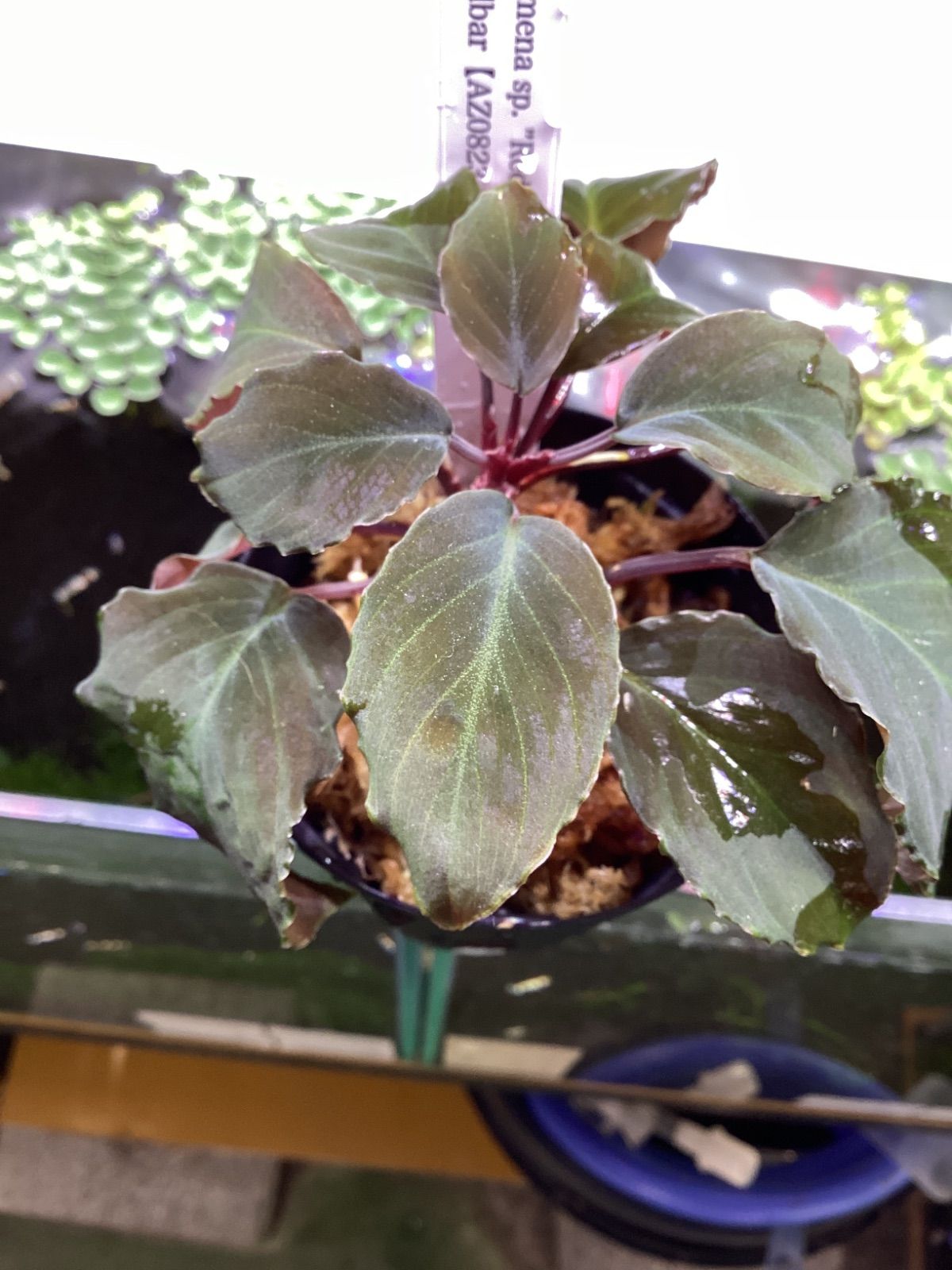 Homalomena sp. Red leaf from Kalbar 【AZ0823-2】 - メルカリ