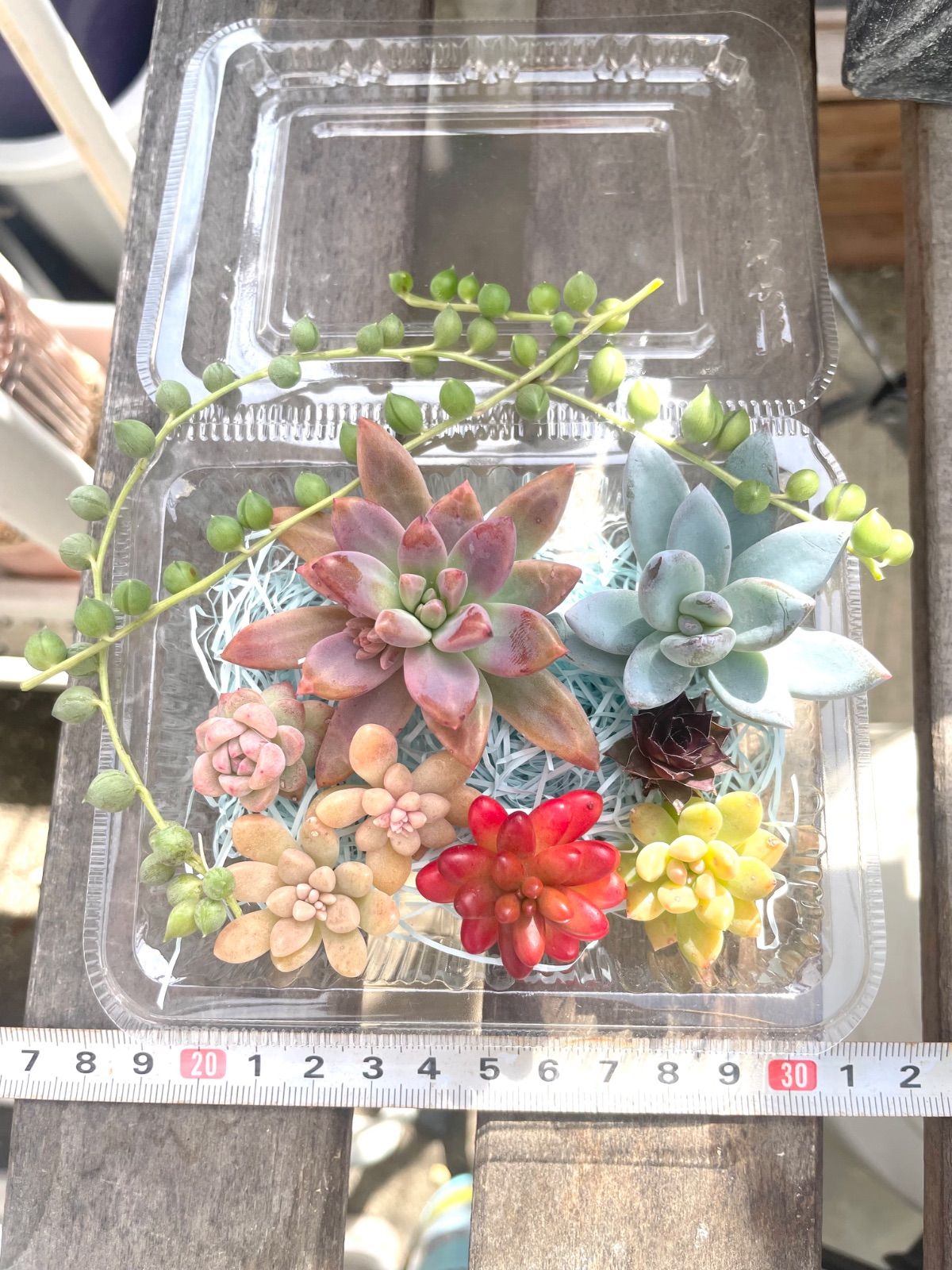 ☆多肉植物カット苗詰め合わせ➀番☆寄せ植えセット☆エケベリア小苗