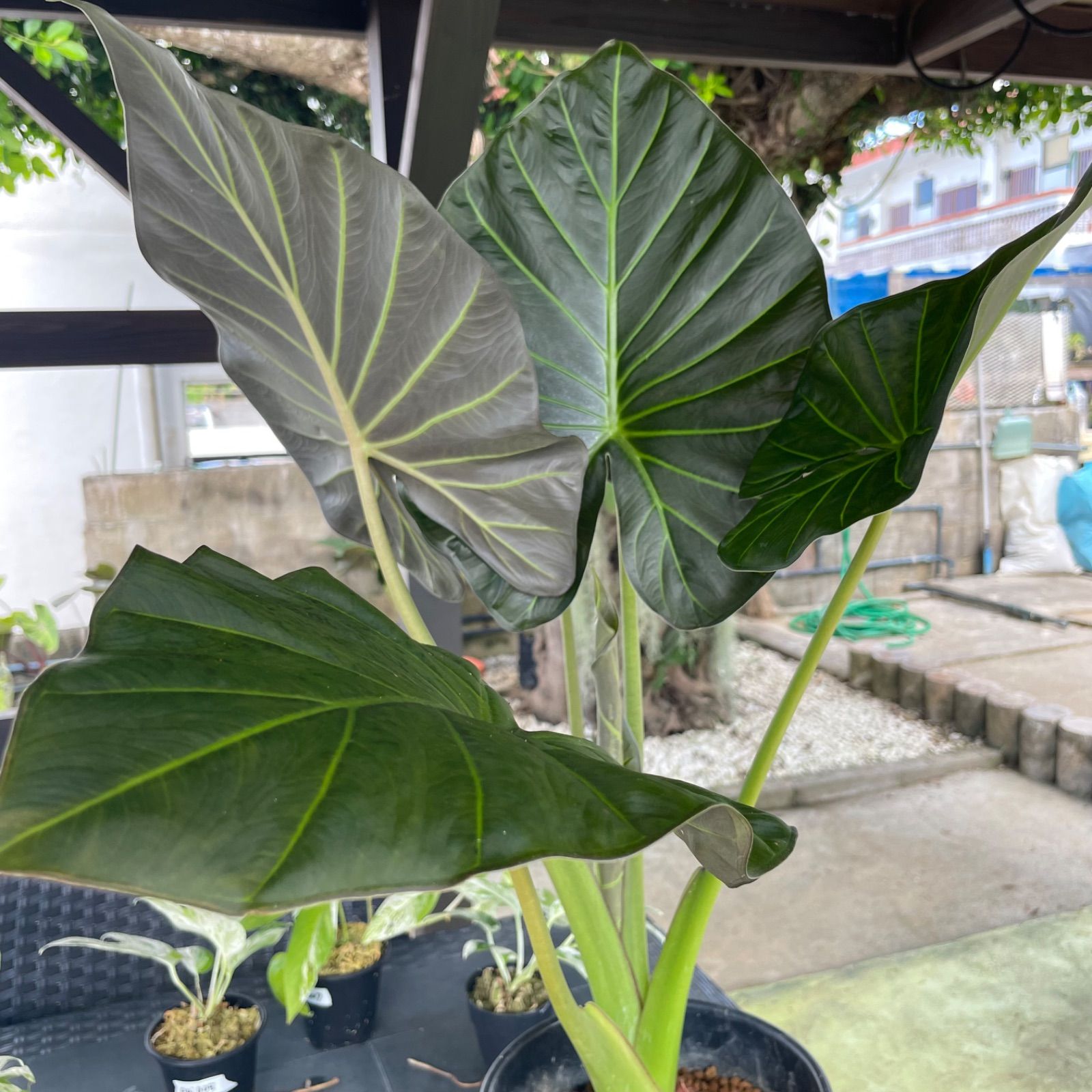 希少大株】 アロカシア リーガルシールズ alocasia regalshields