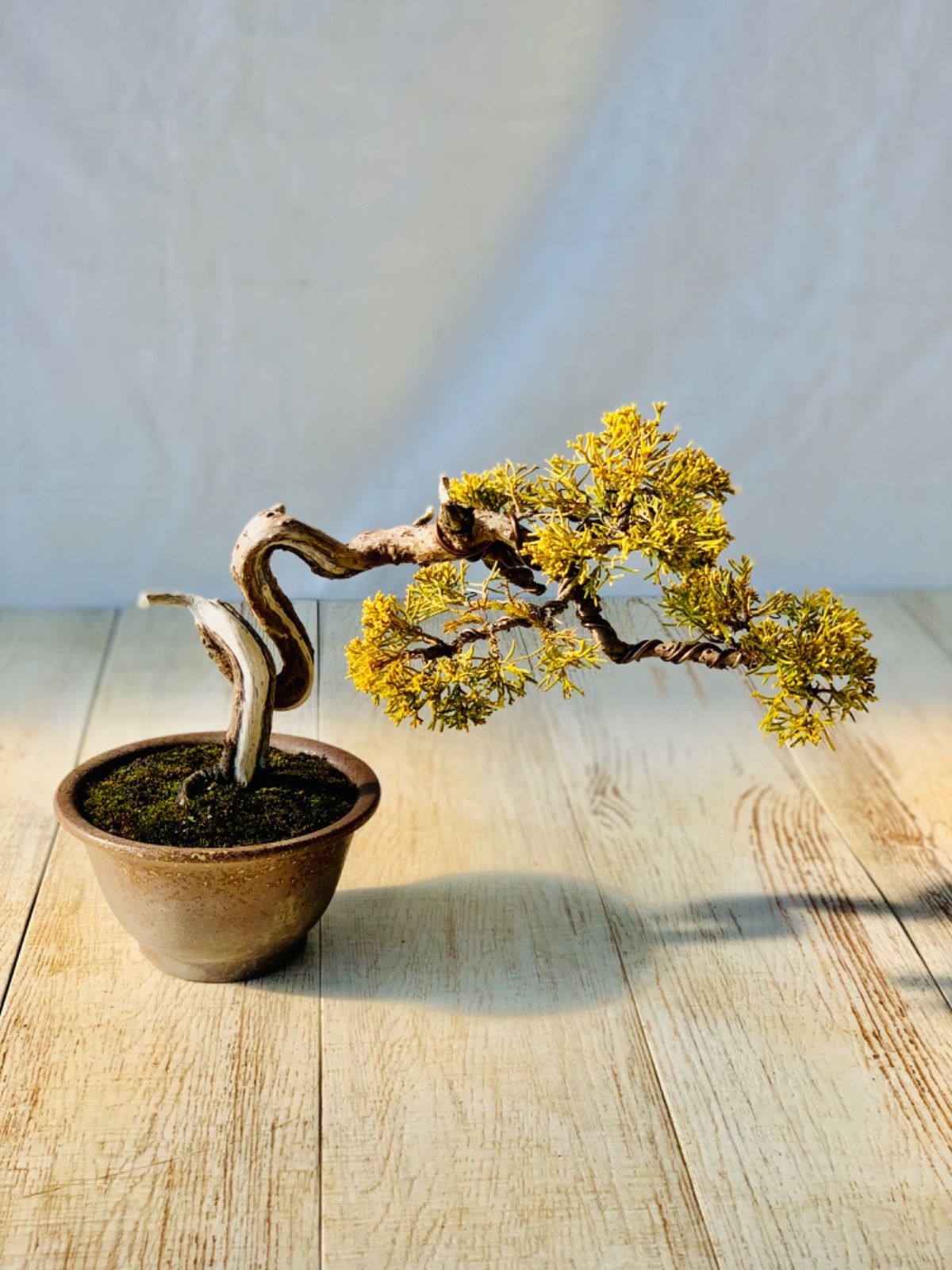 黄金真柏 小品盆栽 おうごんしんぱく - メルカリ