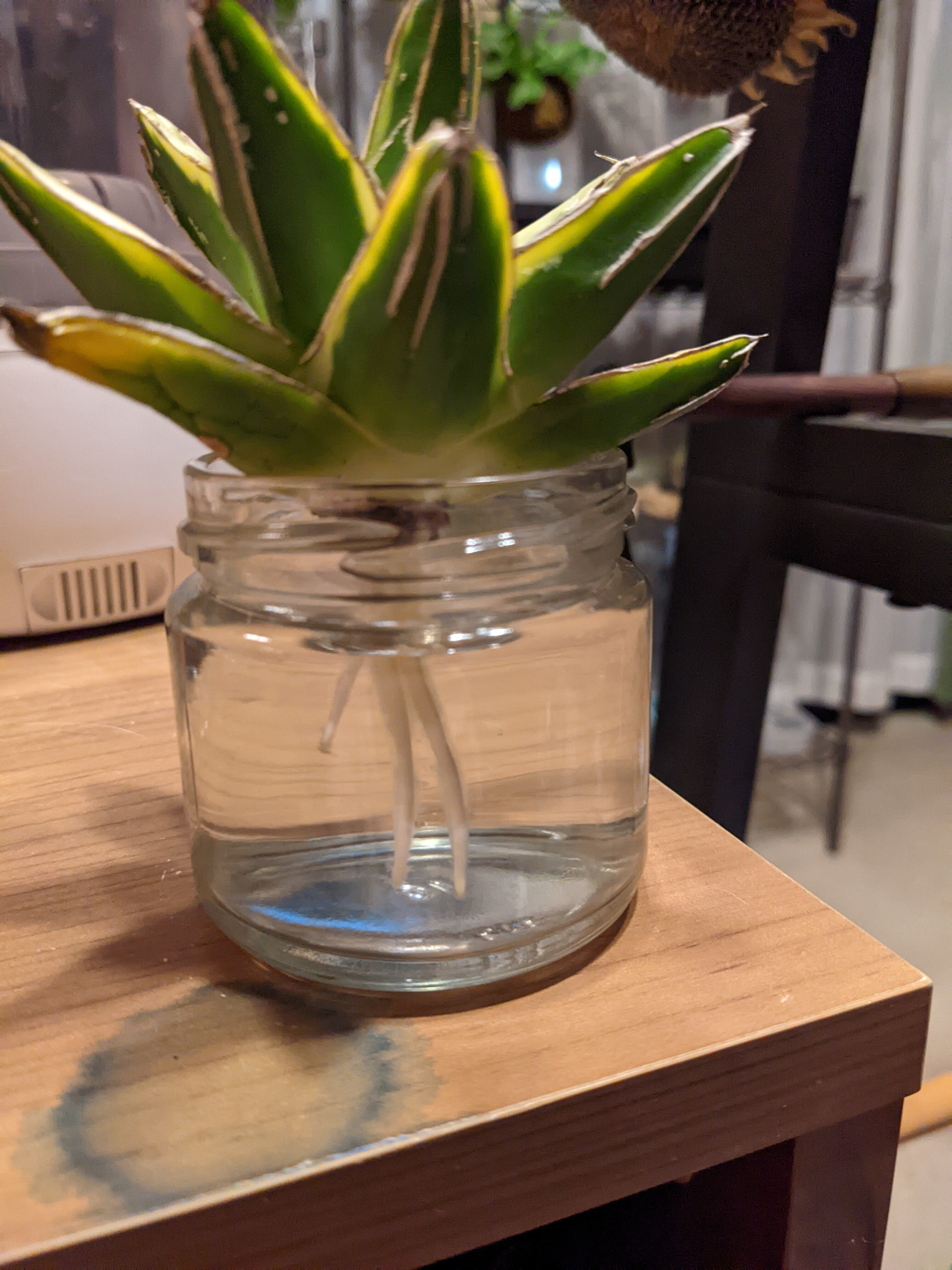 随時更新】根無しアガベの発根チャレンジ。（ベアルート・根無し子株