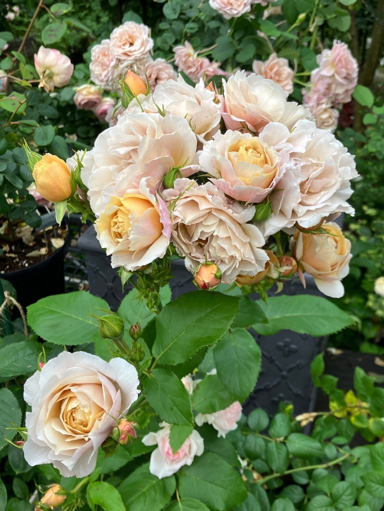 気高きシャルロットペリアン｜バラ