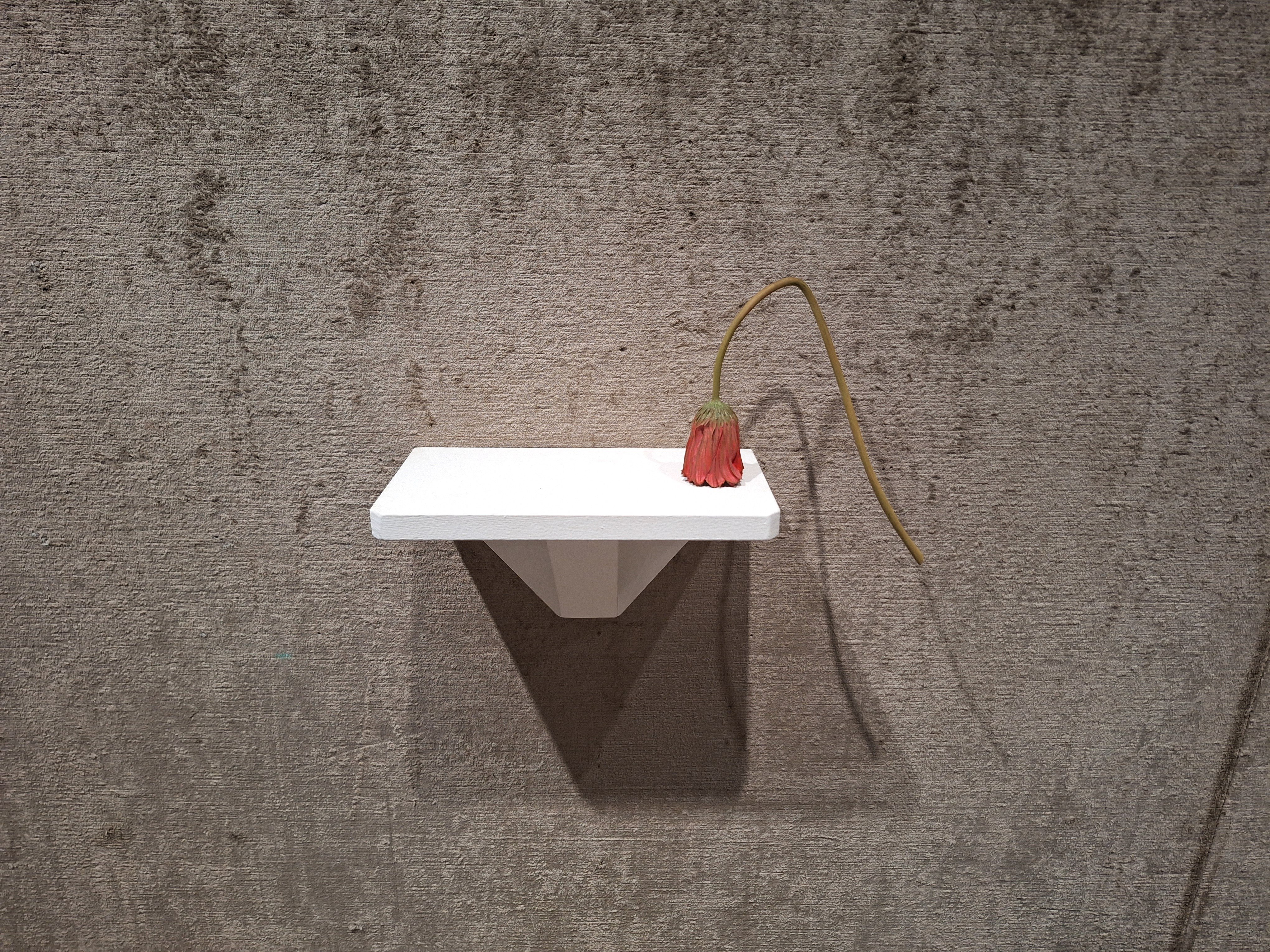 美術館に雑草が生えてる!？🌿】「須田悦弘」渋谷区立松涛美術館