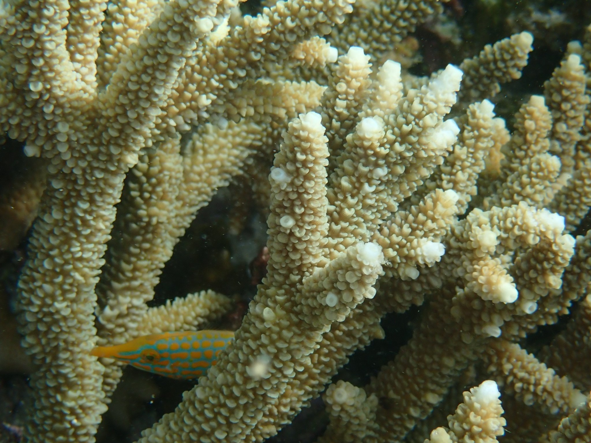 とある生物が引き起こす、サンゴの白化ならぬ