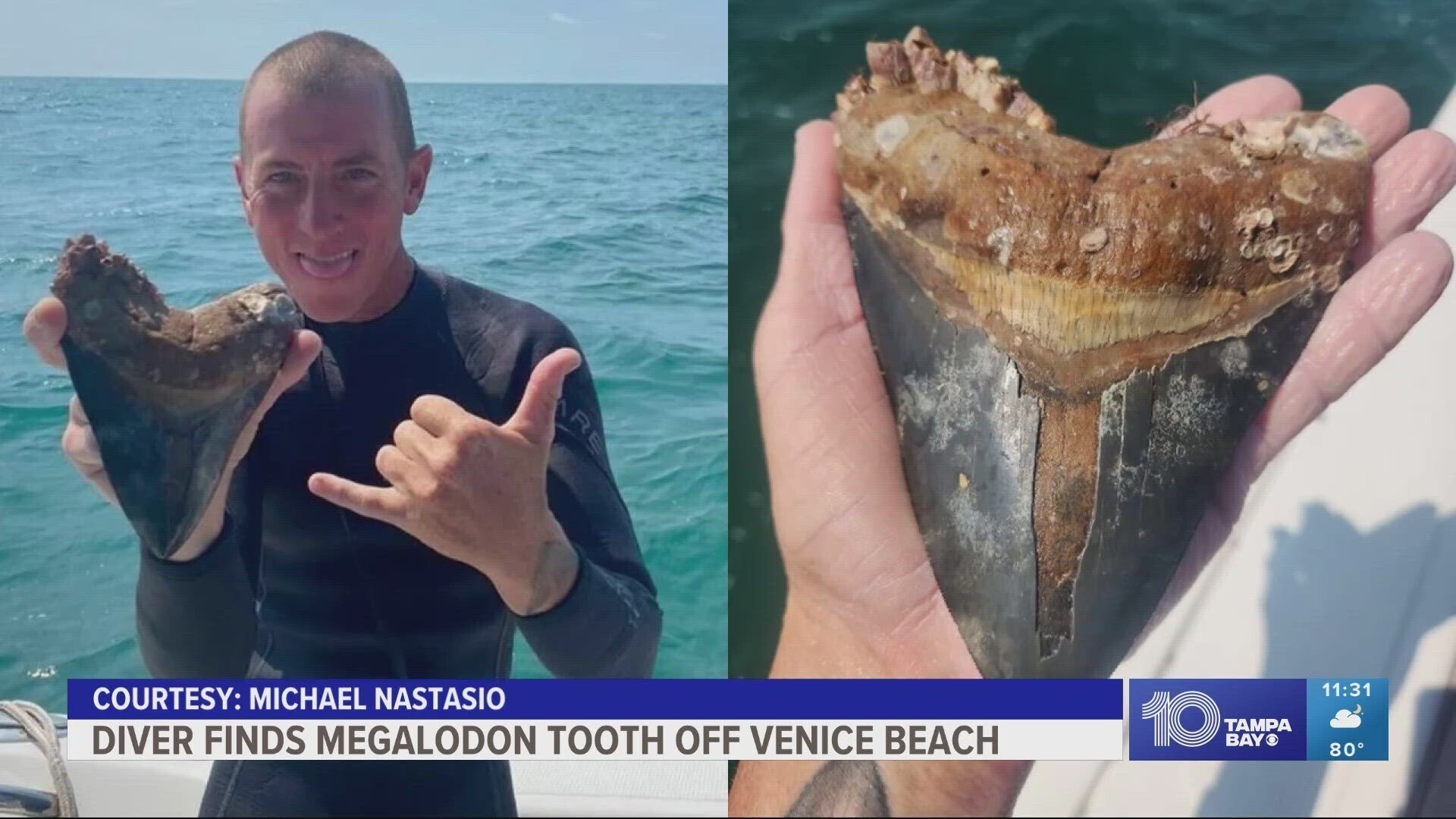 Freediving】【フロリダ生活】 巨大鮫・メガロドンの歯の化石が