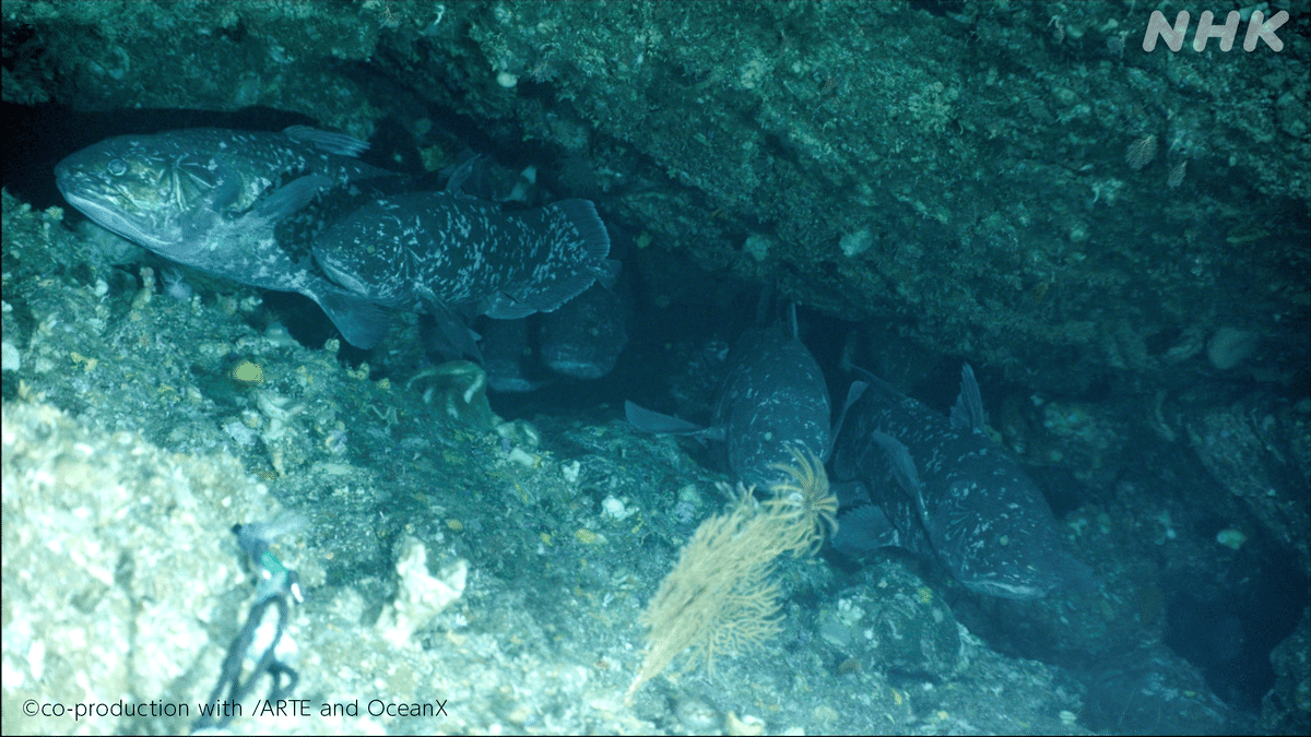 世界初！シーラカンス72時間連続観察はなぜ成功したのか 潜水艇