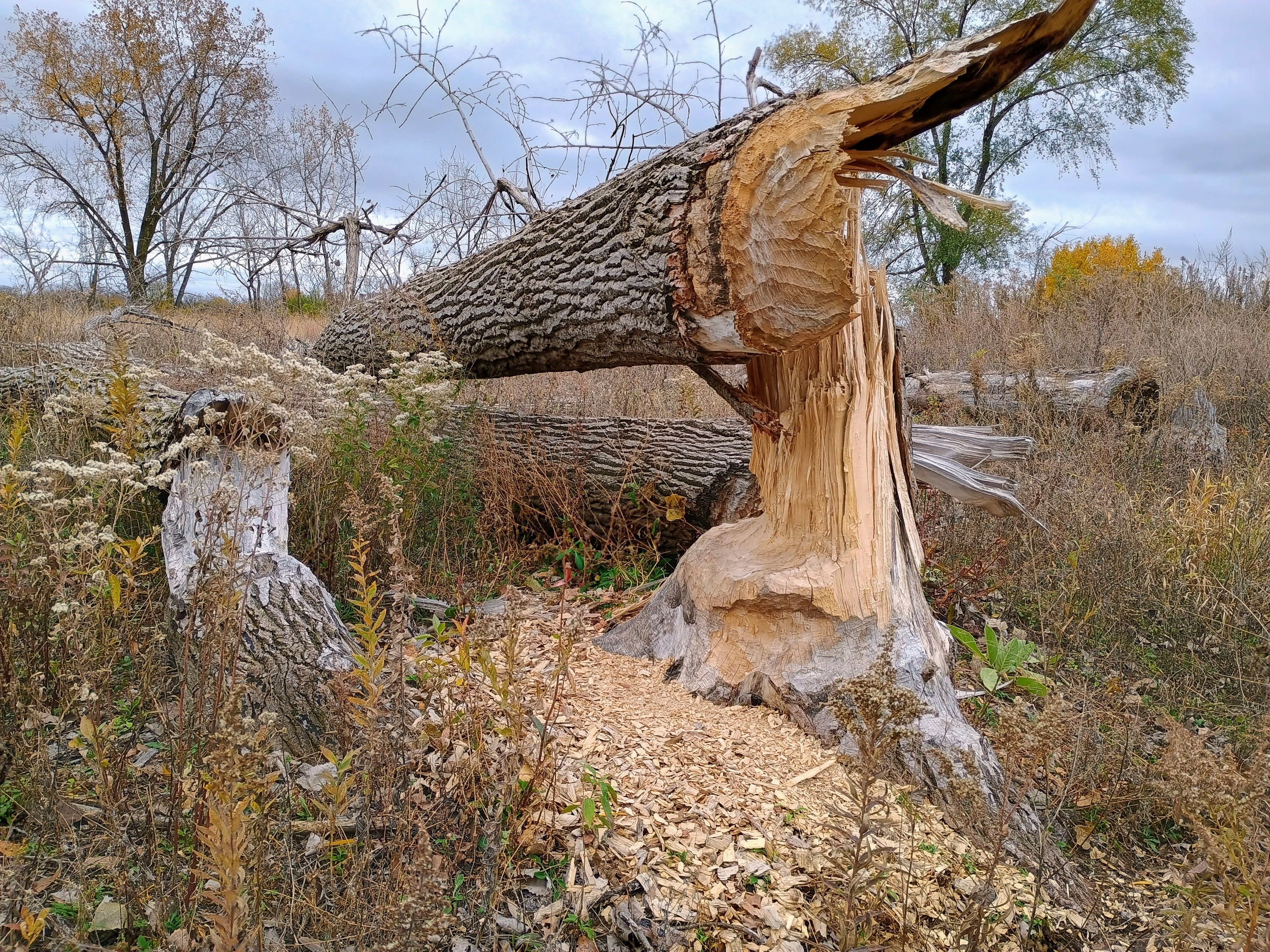 シカゴでバードウォッチング！】 Blue-winged Teal ミカヅキシマアジ