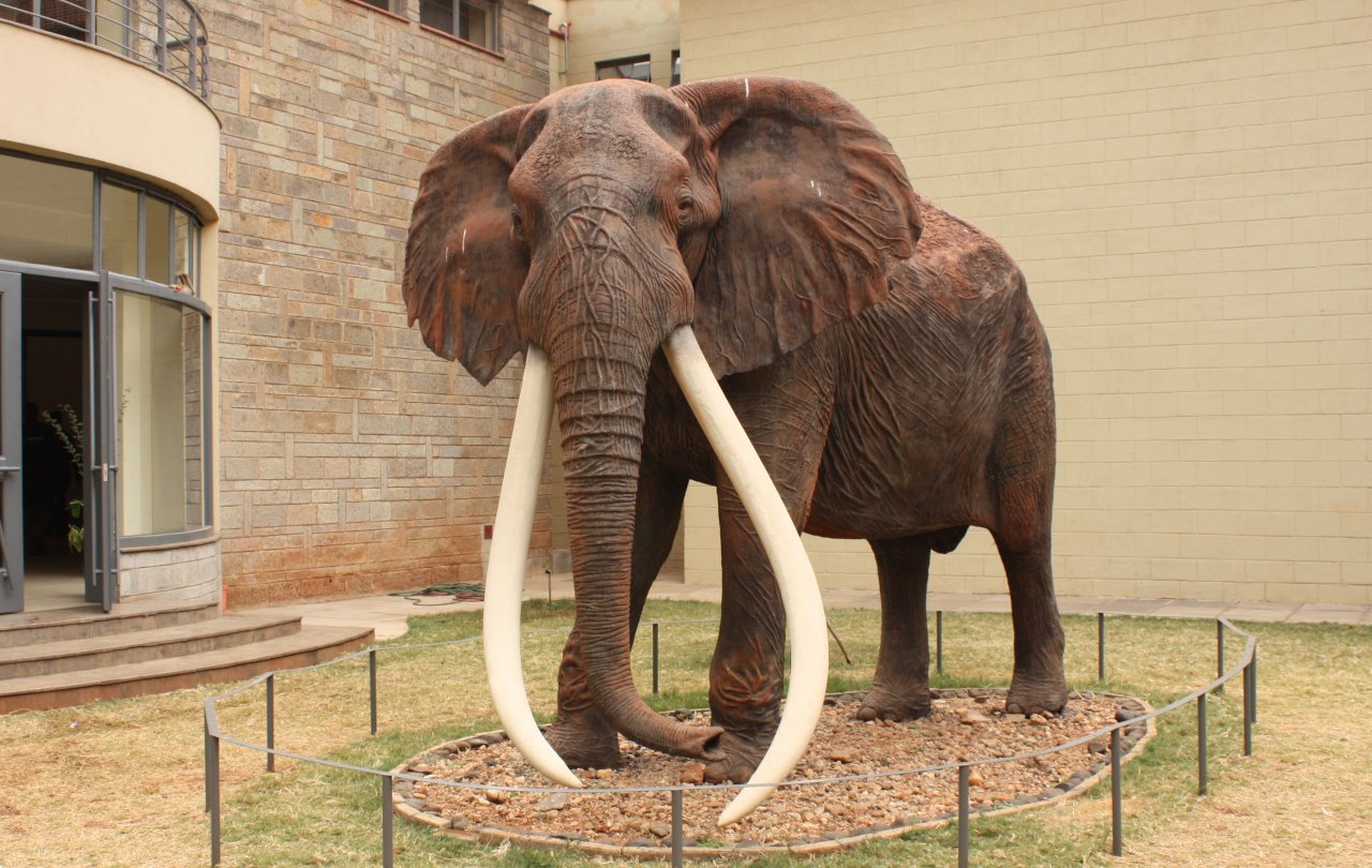 巨大な牙を持つアフリカゾウ＝スーパータスカーに会うには？｜武田ちょ