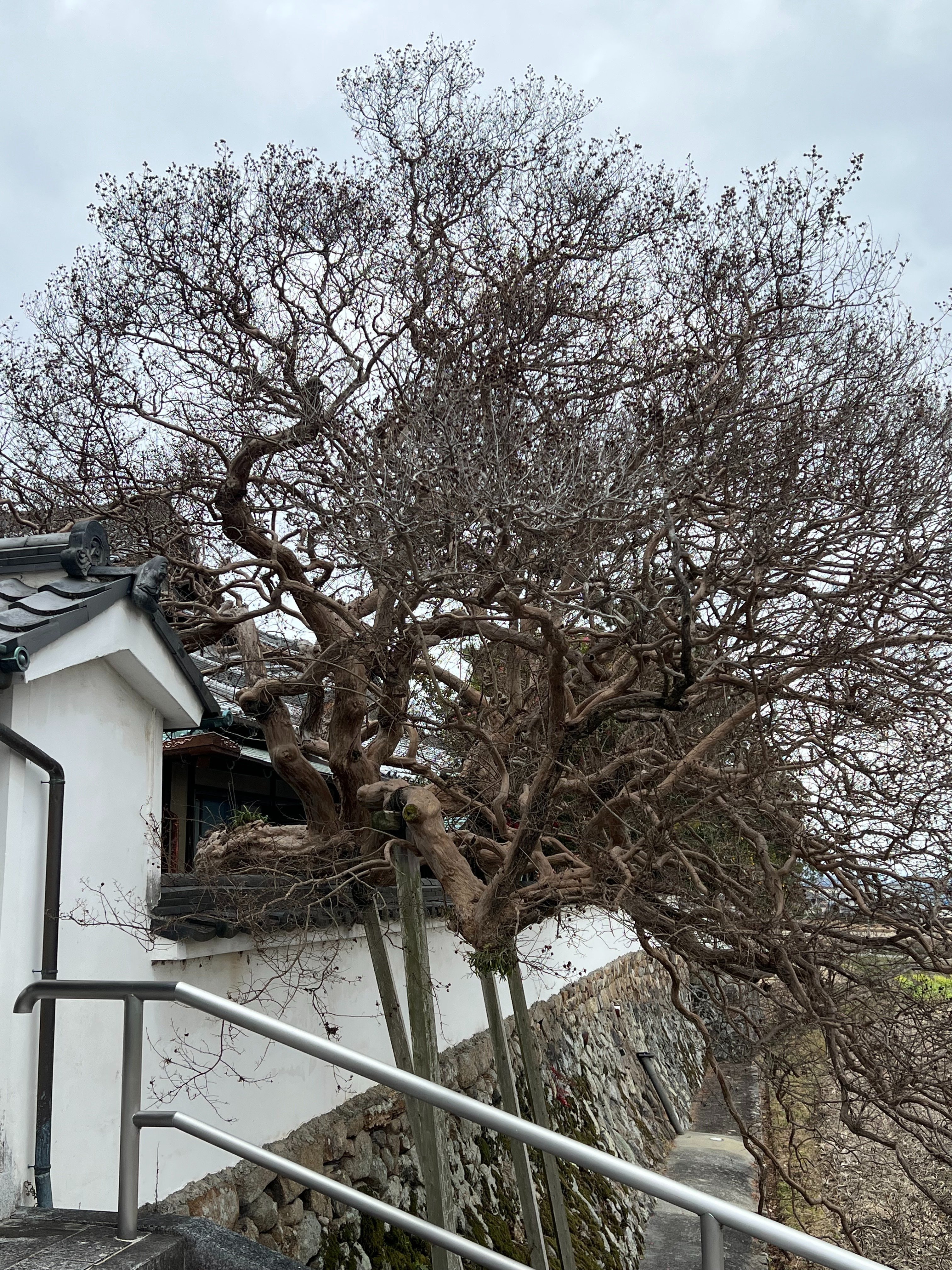 これから行くなら（奈良）？・「大和 ぶら探」合併号 2026年 1月