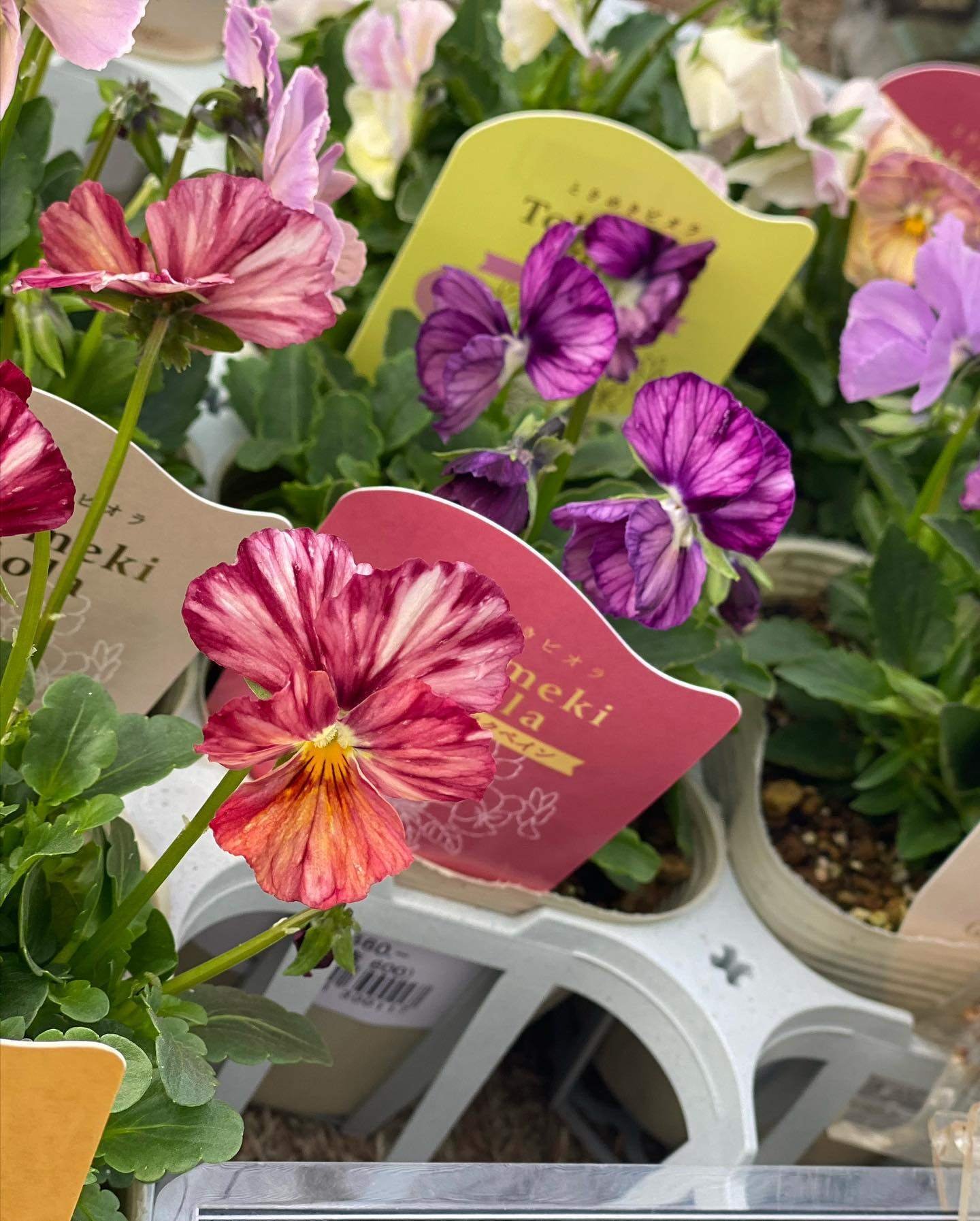 入荷情報（花苗・花鉢編）2023.11.17 ～｜グリーンセンター芳樹園